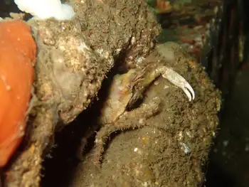 Moss Crab