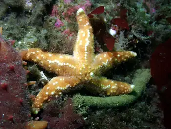Ochre Star