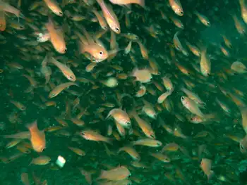cardinal fish