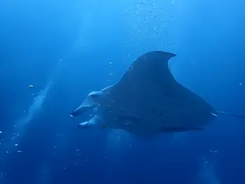 Reef Manta