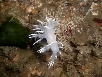 Coarse Sea Fir Hydroid