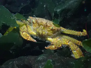 Helmet Crab