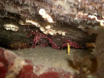 Sparkling Shrimp