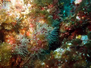 Anemone