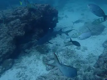 Whitetip Reef Shark