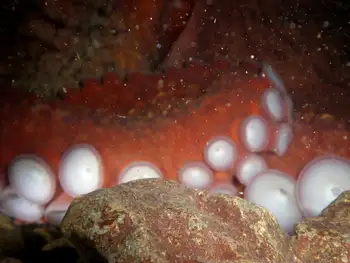 giant pacific octopus
