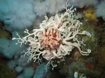 Pacific Basket Star
