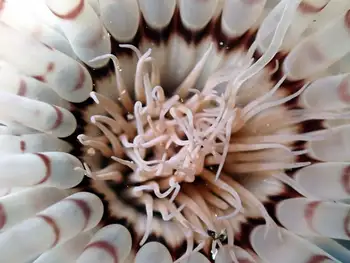 Tube Dwelling Anemone