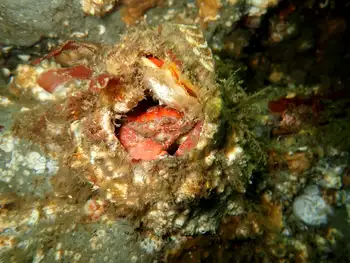 Pygmy Rock Crab