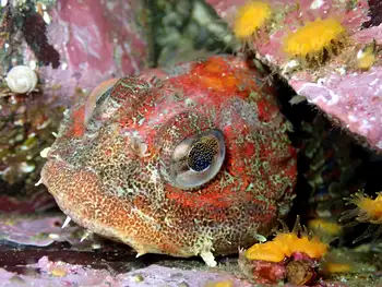 Red Irish Lord Sculpin