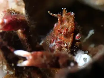 Graceful Decorator Crab