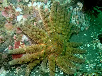 Sunflower Star