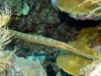 trumpetfish
