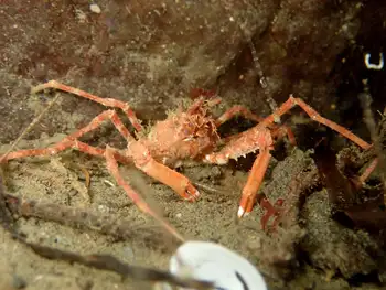 Longhorn Decorator Crab