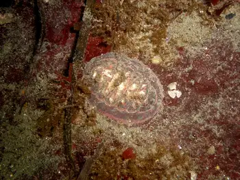 Chiton