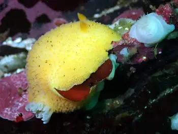 Noble Sea Lemon