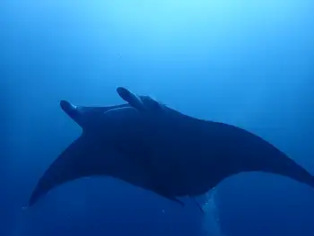 reef manta