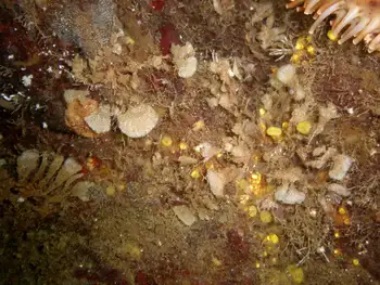 Yellow Boring Sponge