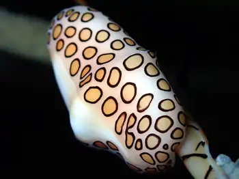 Flamingo Tongue Snail