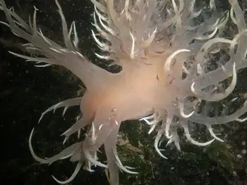 Giant Nudibranch