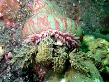 Painted Anemone