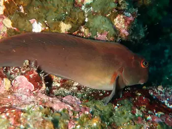 Panamic Fanged Blenny