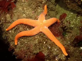 Blood Star