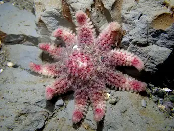 Rose Star
