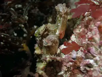 Sharp Nosed Crab