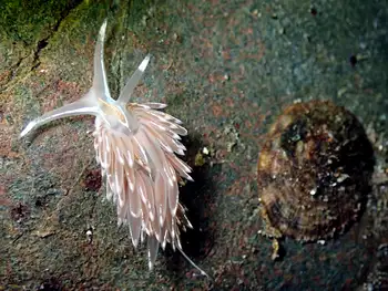 Horned Nudibranch
