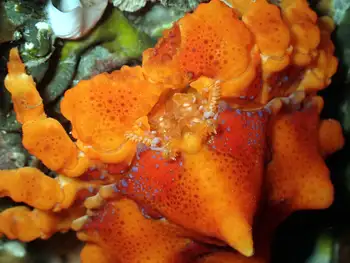 Juvenile Puget Sound King Crab