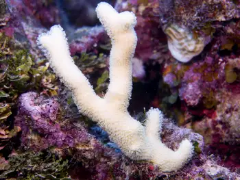 coral