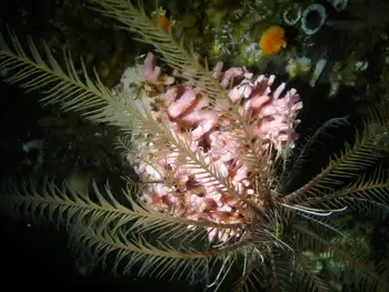 Pink Hydrocoral