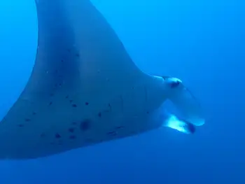 Reef Manta