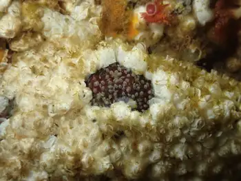 Common Acorn Barnacles