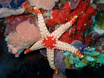 Noduled Star