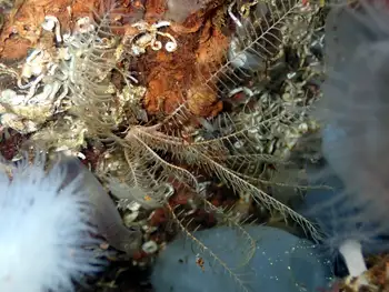Northwest Feather Star