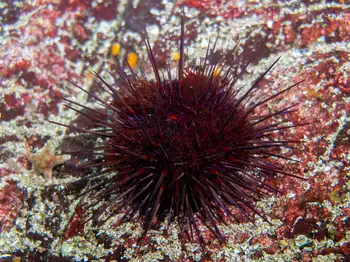 purple sea urchin