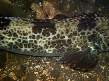 Lingcod