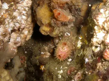Bristly Tunicate