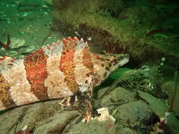 Painted Greenling