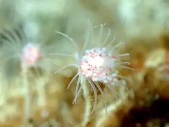 Fairy Palm Hydroid