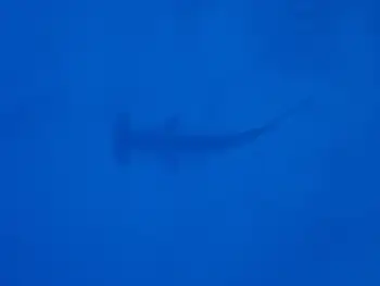 Hammerhead Shark