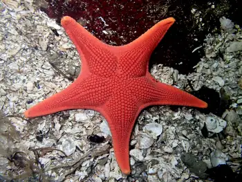 Gunpowder Star