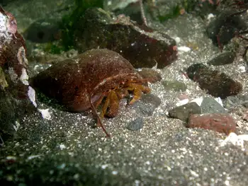 Grainyhand Hermit Crab