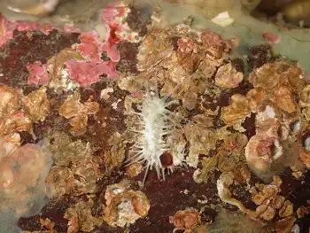Stiff Footed Sea Cucumber