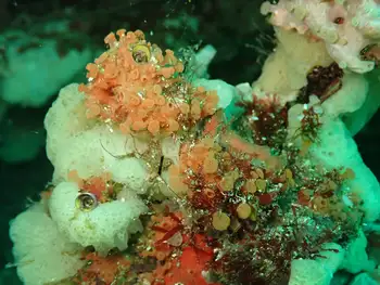 Sponge