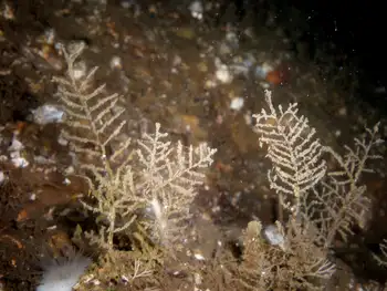 Coarse Sea Fir Hydroids