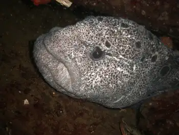 Wolf Eel