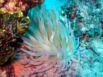 Giant Anemone